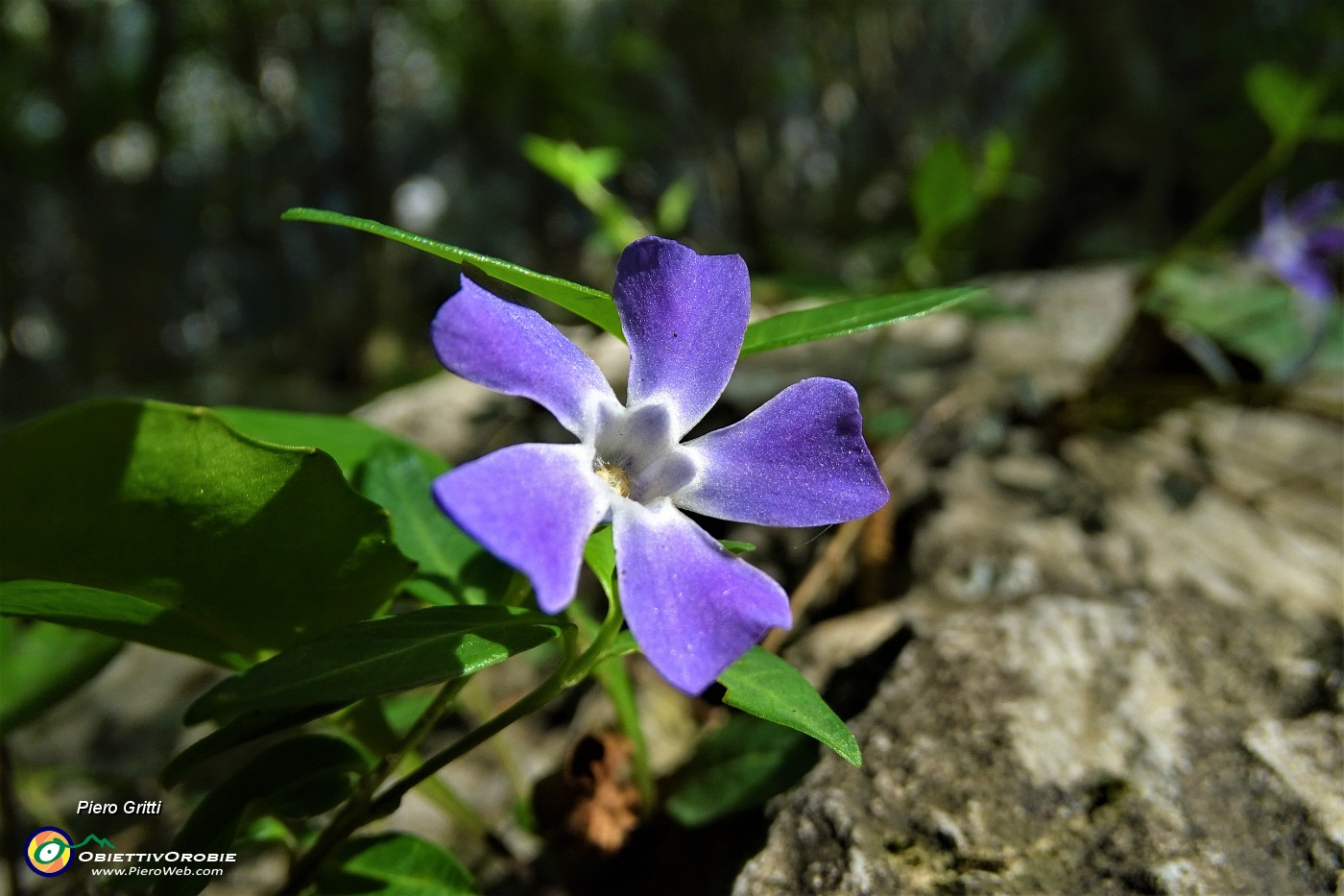 15 Fiore di pervinca (vinca minor).JPG